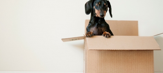 12 tips for moving day success